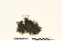 藏品(偏蒴苔屬)的圖片